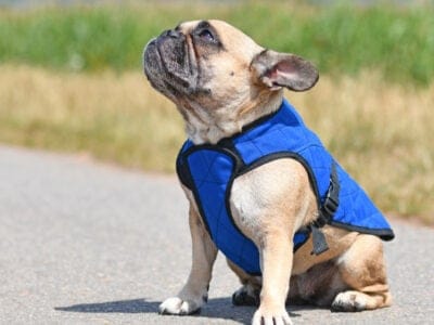 A The 4 Best Dog Anxiety Vests: Reviewed for 2022