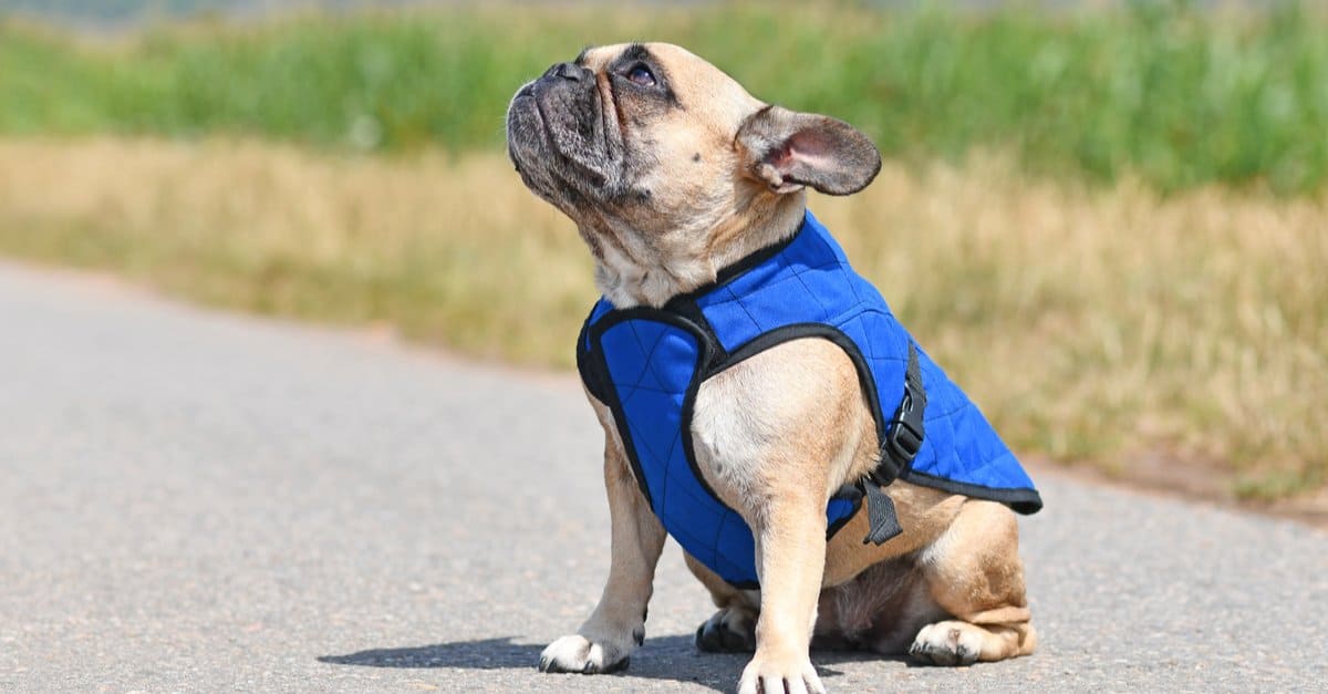 french bulldog in vest