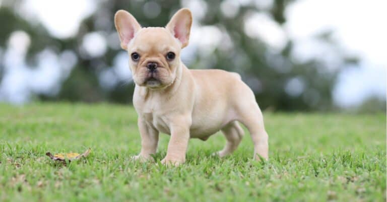 french bulldog ears