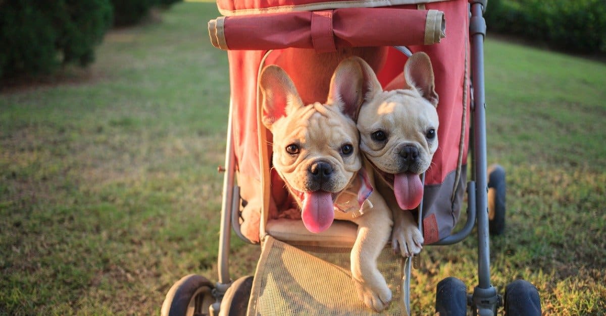bulldog stroller