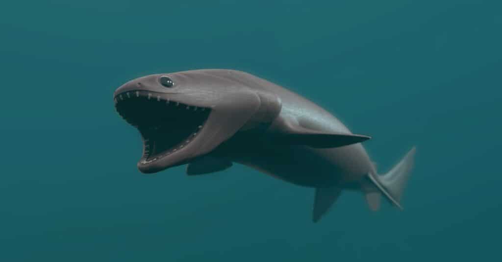 frilled shark picture