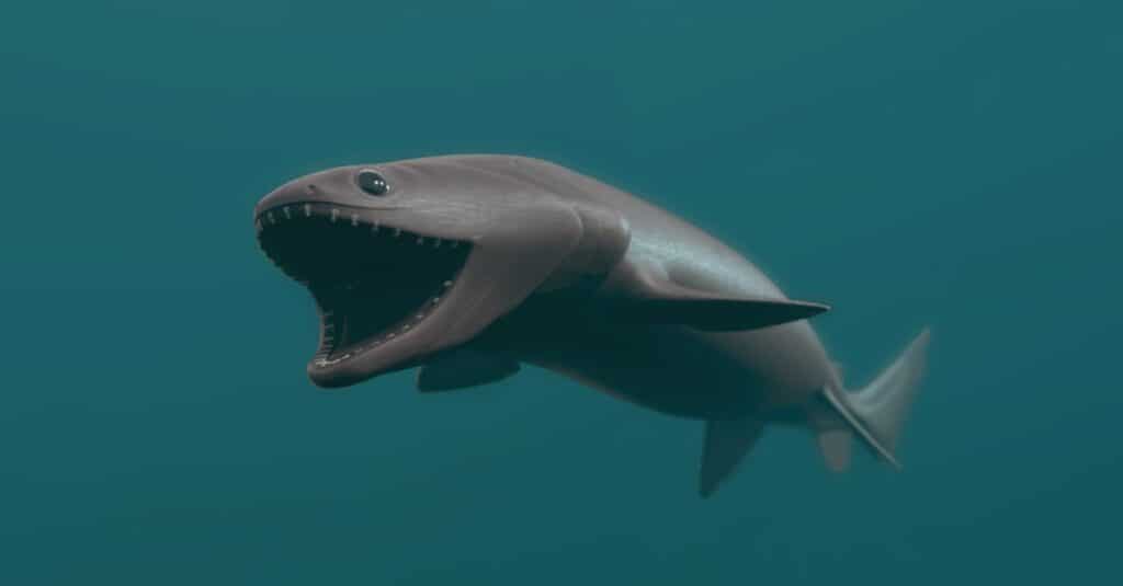 https://a-z-animals.com/media/2022/01/frilled-shark-picture-id1342998270-1024x535.jpg