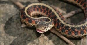 Garter Snake vs Rattlesnake: 5 Key Differences Picture