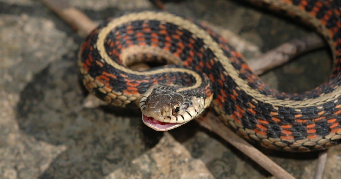 blue eastern garter snake