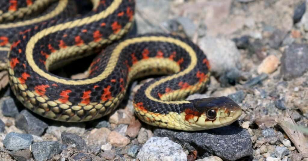 Garter snake crawling on rocks