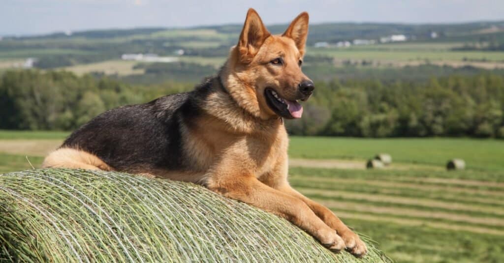 german shepherd laying on bail of hay