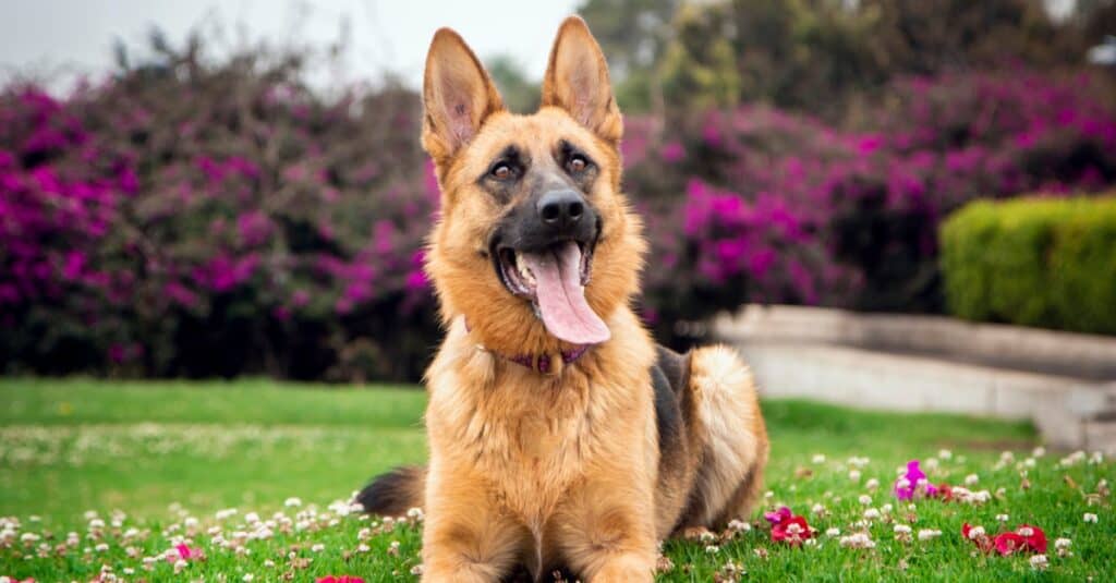 German Shepherd GSD