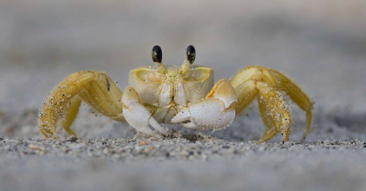 Ghost Crab, a sand crab, walking on the beach.