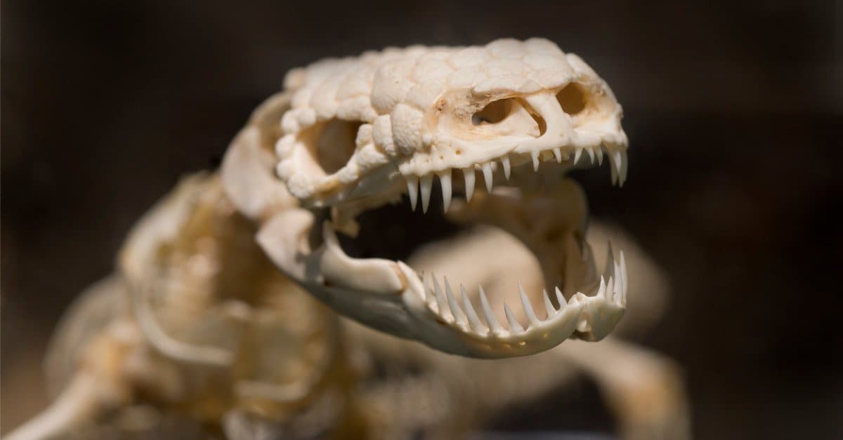 Gila Monster Teeth - Gila Monster Skeleton