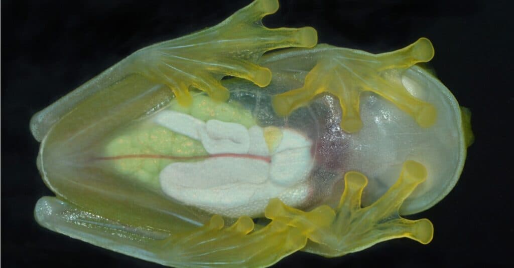 scientists-discover-secret-of-see-thru-frogs-thaiger