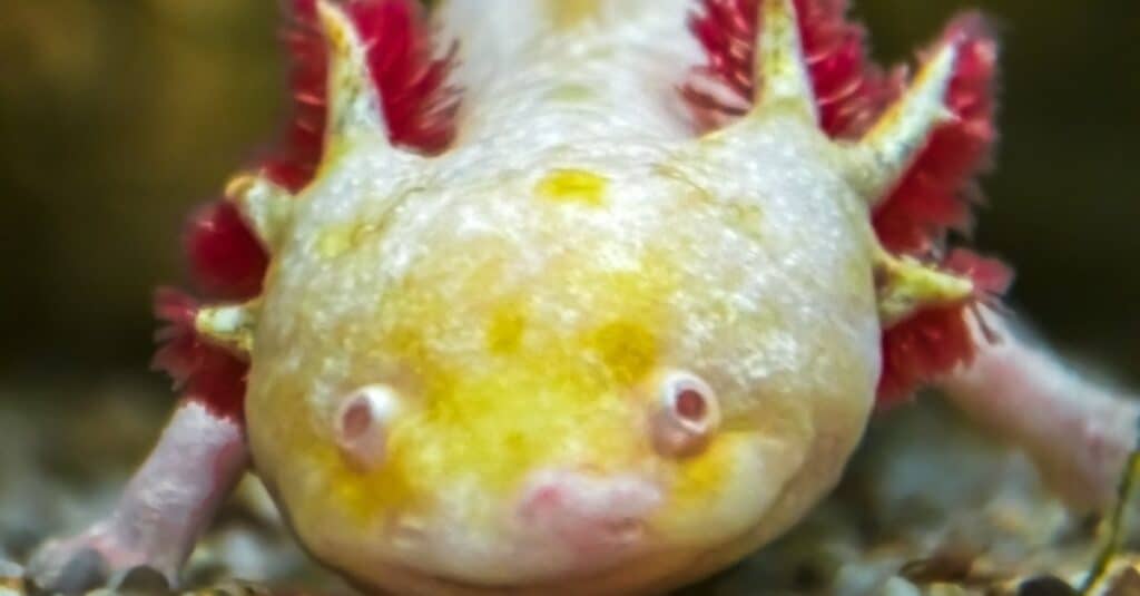 golden albino axolotl