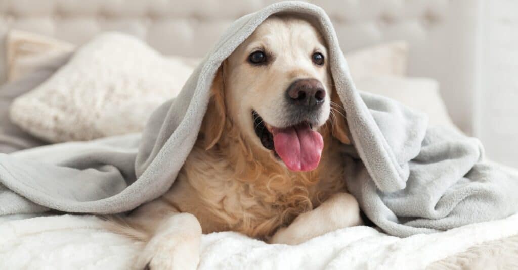 golden retriever under blanket