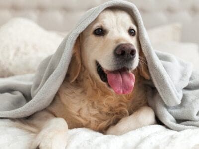 A The 5 Best Dog Blankets: Reviewed for 2022