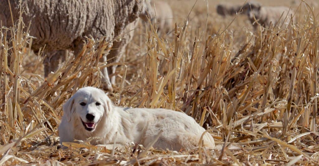 great pyrenees laying in a field