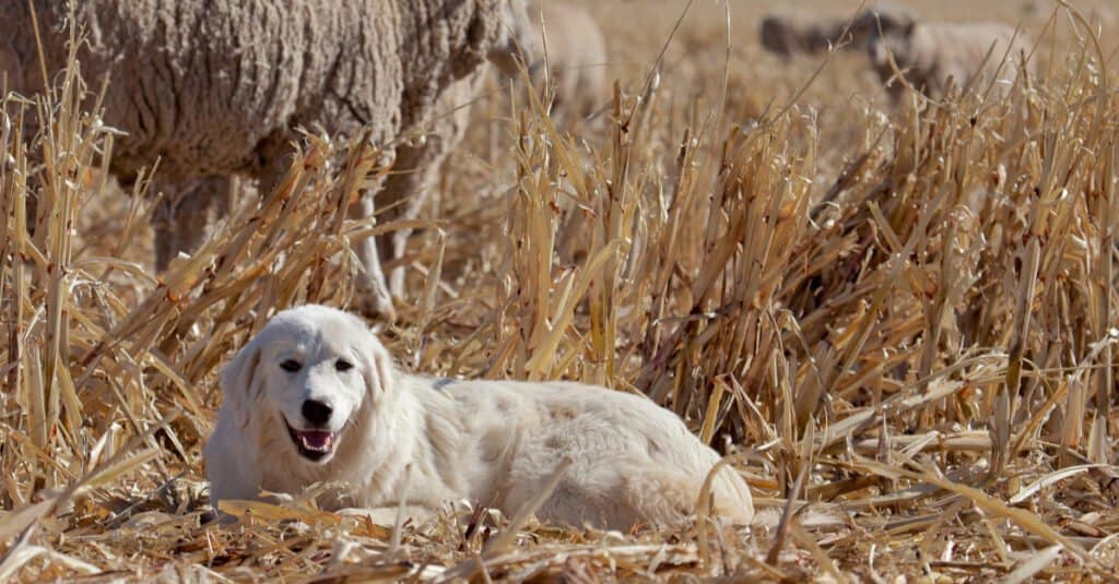 Great Pyrenees lying in the fields