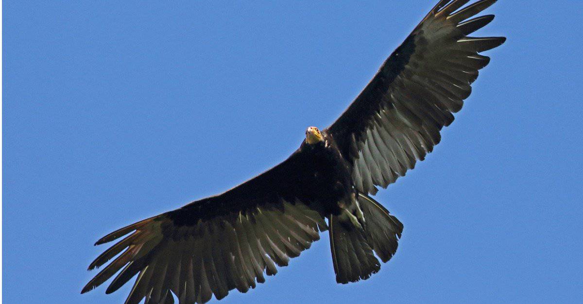 New World Vulture - Greater Yellow-headed Vulture