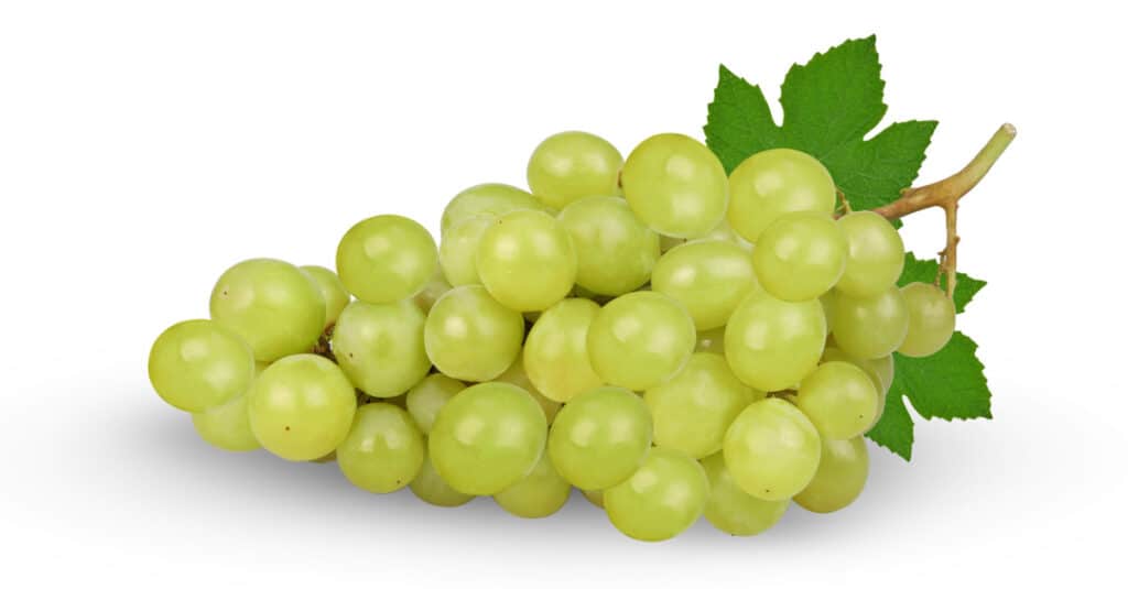 Are grapes discount poisonous to cats