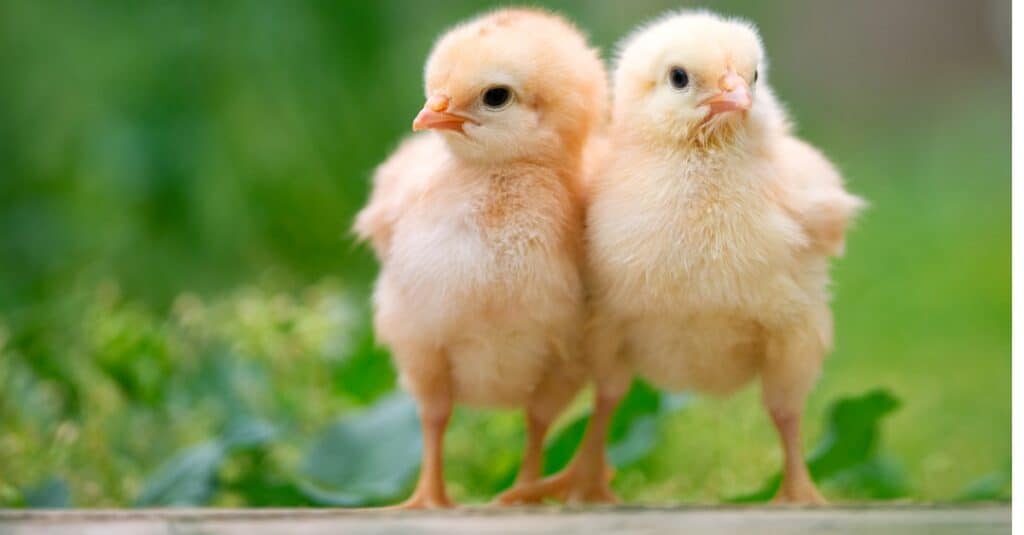 baby chicken friends