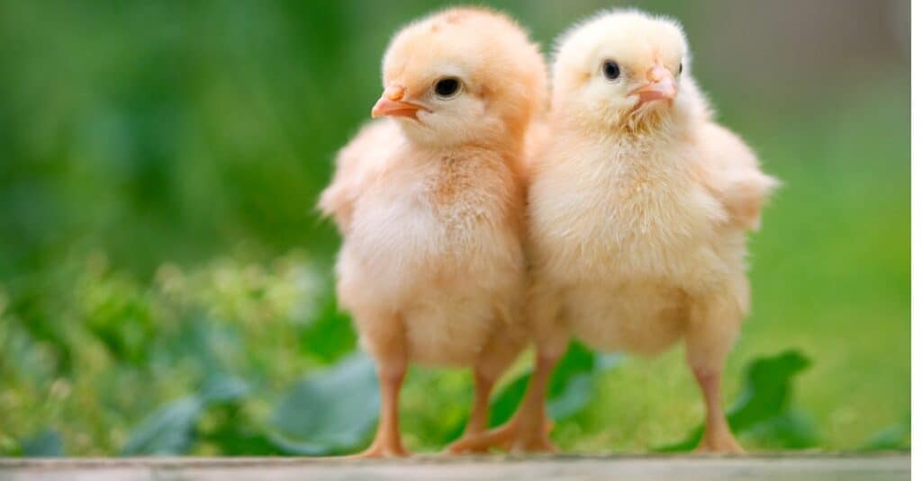 What s A Baby Chicken Called 5 More Amazing Facts A Z Animals