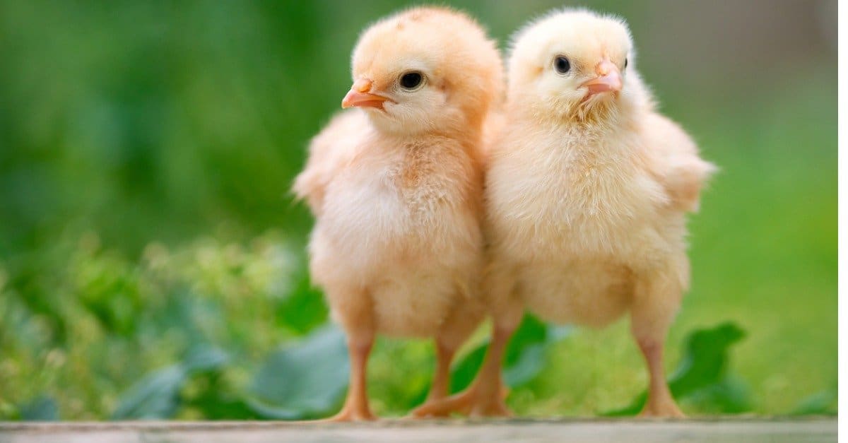 What s A Baby Chicken Called 5 More Amazing Facts A Z Animals