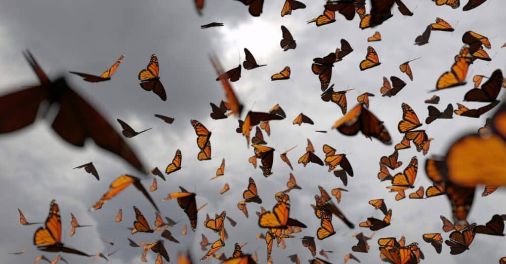 group of monarch butterflies in sky with storm clouds