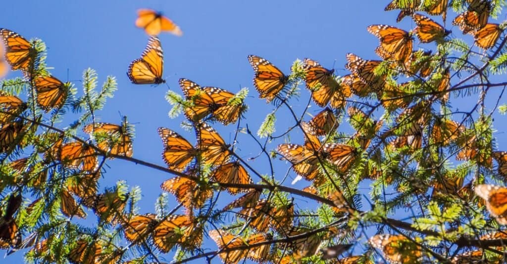group of monarch butterflies in tree