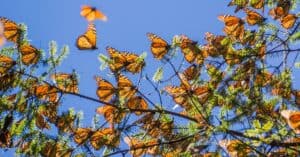 Monarch Butterfly Migration: Distance Traveled & More! Picture