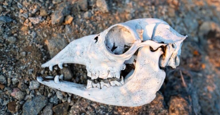 Llama Teeth - Guanaco Skull Showing Fighting Teeth