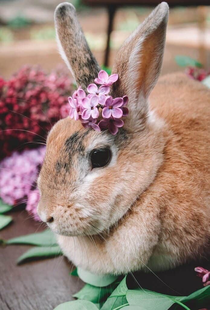 Lilac rabbit