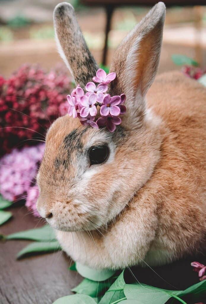 lilac silver fox rabbit