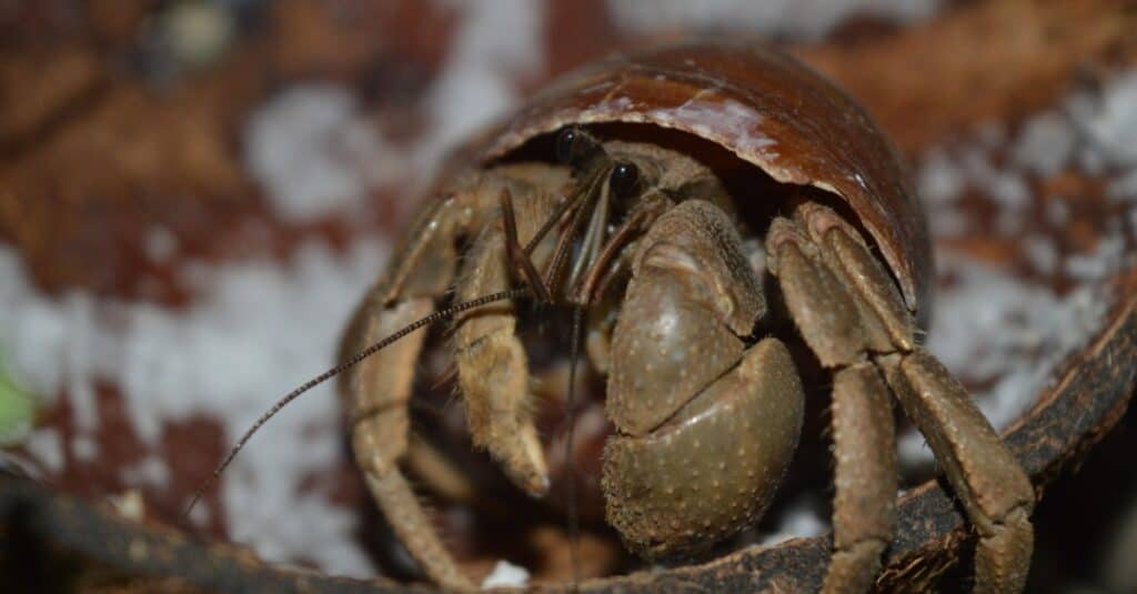 What Do Hermit Crabs Eat - Hermit Crab Eating Coconut