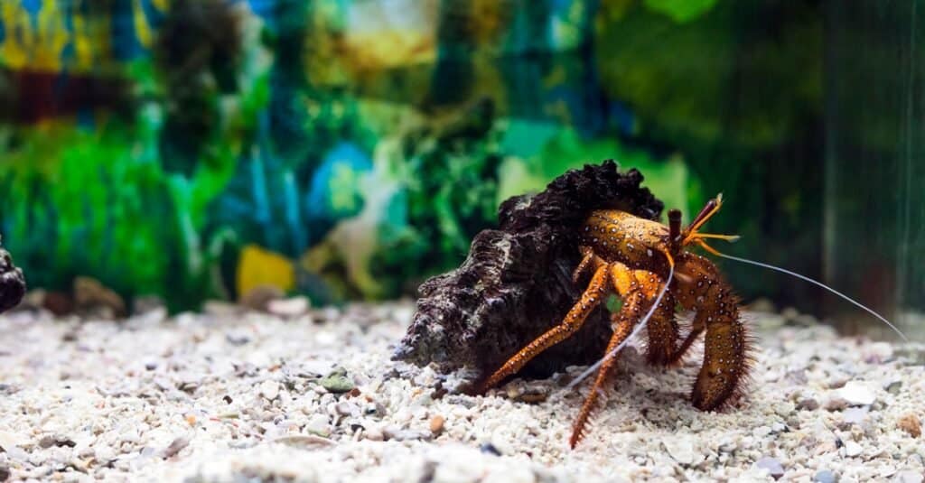 What Do Hermit Crabs Eat - Pet Hermit Crab