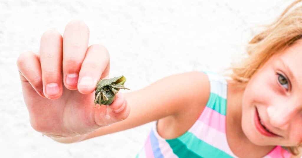 What Do Hermit Crabs Eat - Baby Hermit Crab