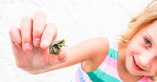 11 Things Hermit Crabs Like to Eat Most (Diet, Care & Feeding Tips)