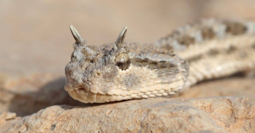 horned viper in sand