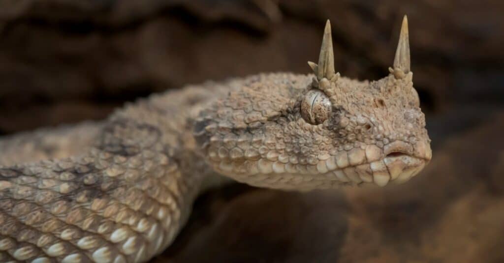 Horned viper side view