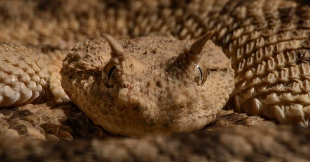 close up of a horned viper