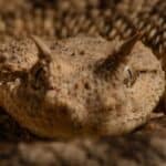 Horned Viper