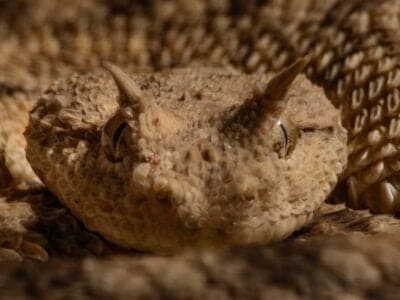 Horned Viper Picture
