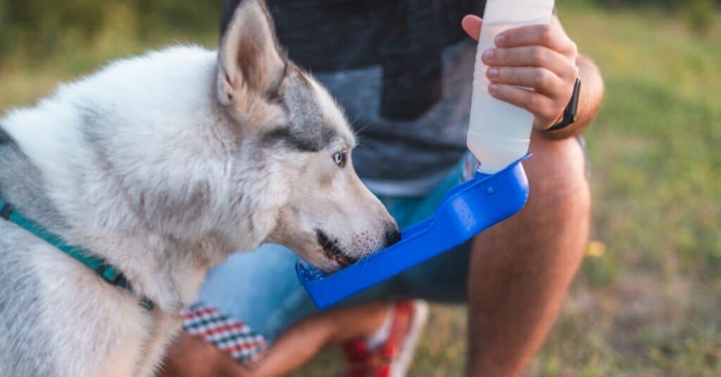 husky buvant dans une bouteille d'eau