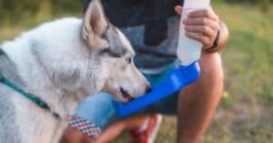 The 6 Best Dog Water Bottles: Reviewed for 2022 Picture