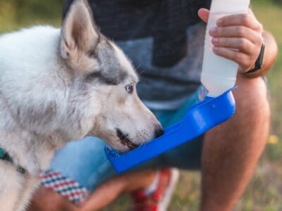 A The 6 Best Dog Water Bottles: Reviewed for 2022