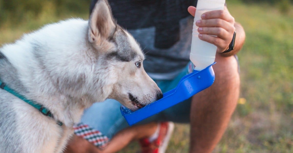husky drinking out of water bottle