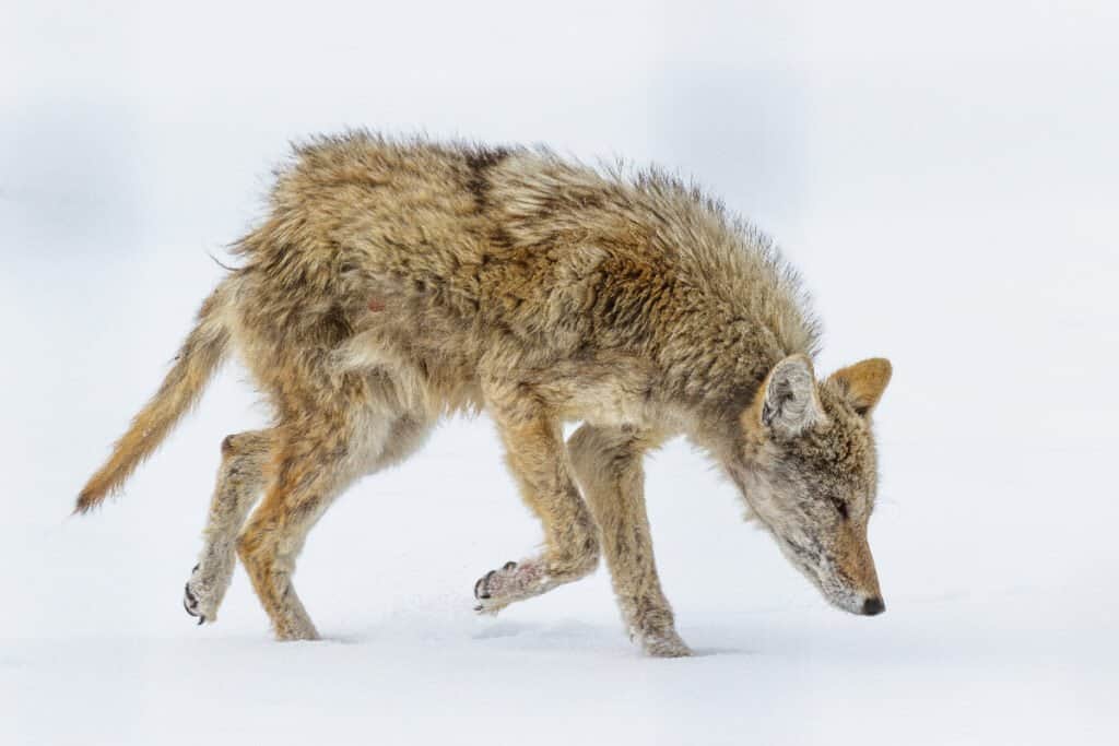 Profile of a Wild Coyote suffering from Mange in a Field of Grass