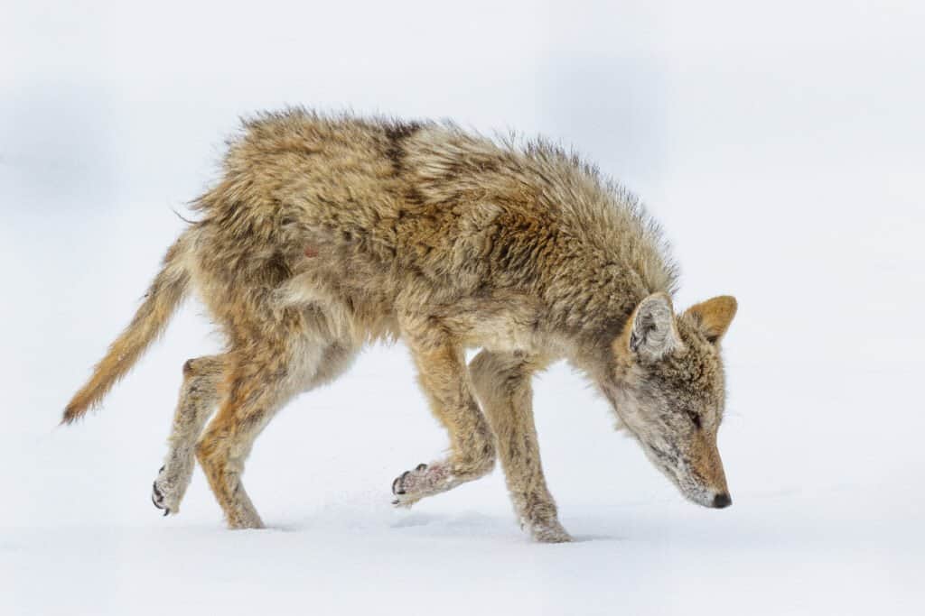 can a dog get mange from a coyote