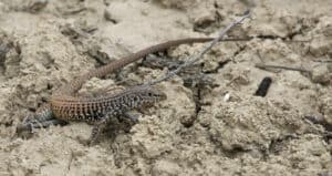 Discover 10 Stunning Lizards in California photo