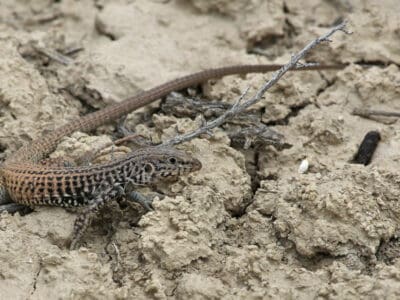 A Discover 10 Stunning Lizards in California