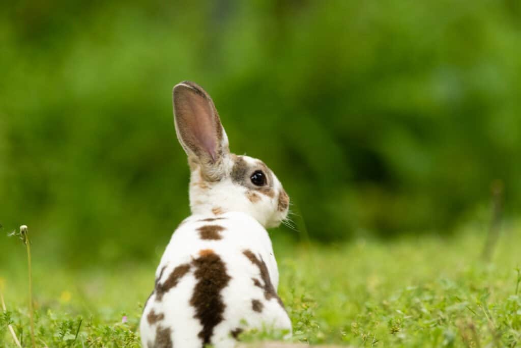 A cute Mini Rex rabbit