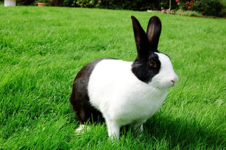 Dutch Rabbit on grass