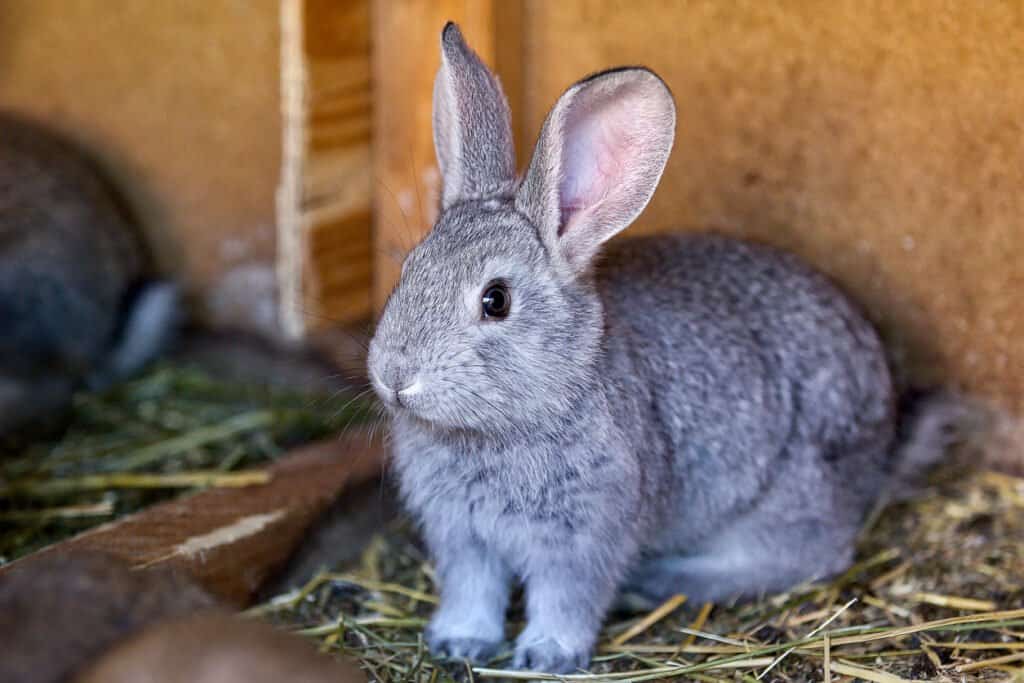 standard chinchilla rabbit